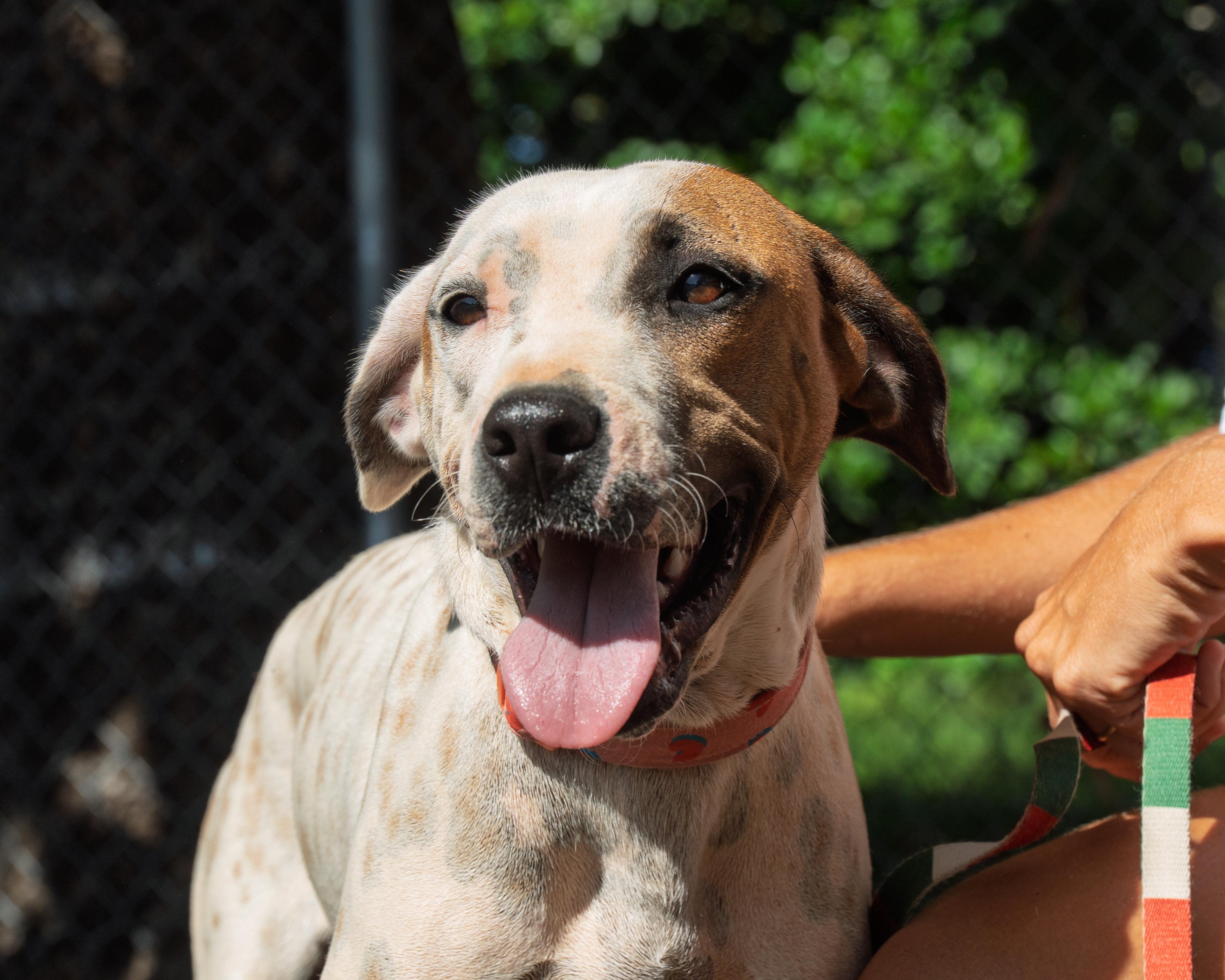 Enlarge Patch, an adopted mixed breed in Milwaukie, OR image 4/6