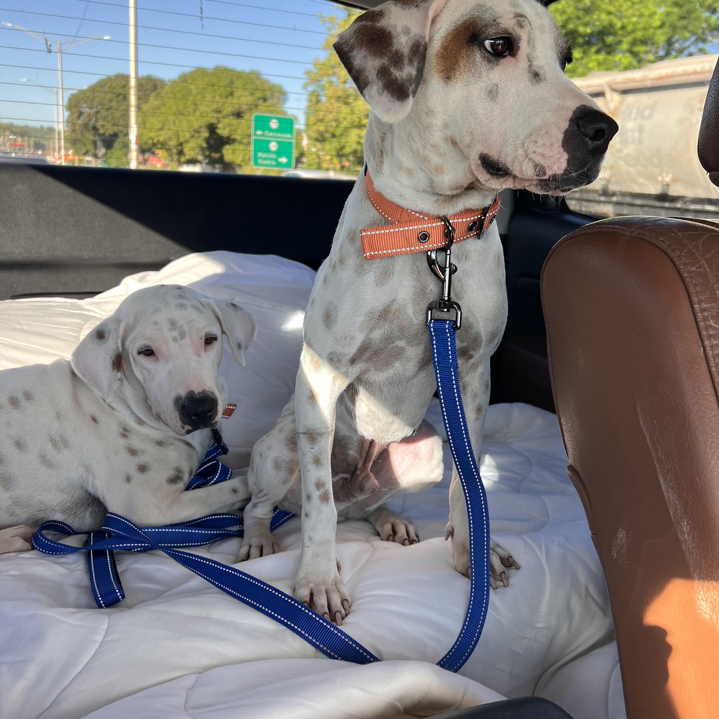 Enlarge Patch, an adopted mixed breed in Milwaukie, OR image 1/6