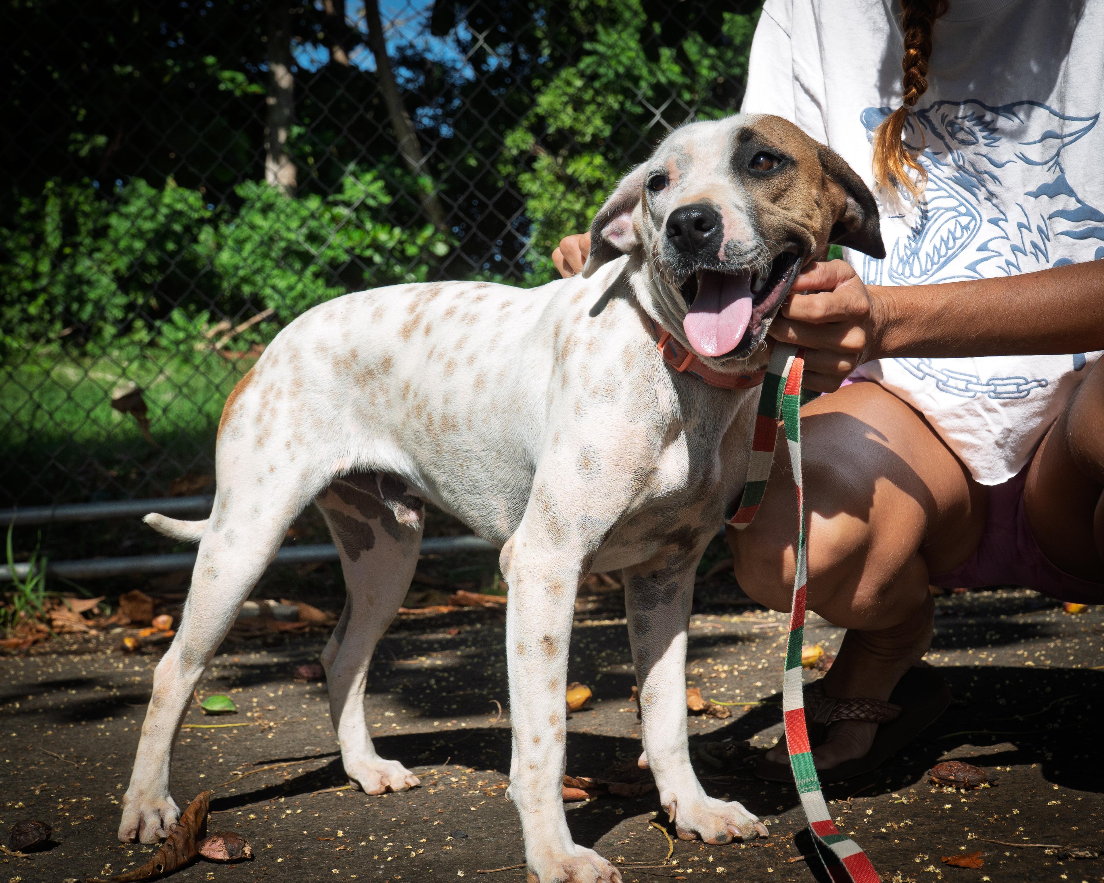 Enlarge Patch, an adopted mixed breed in Milwaukie, OR image 5/6