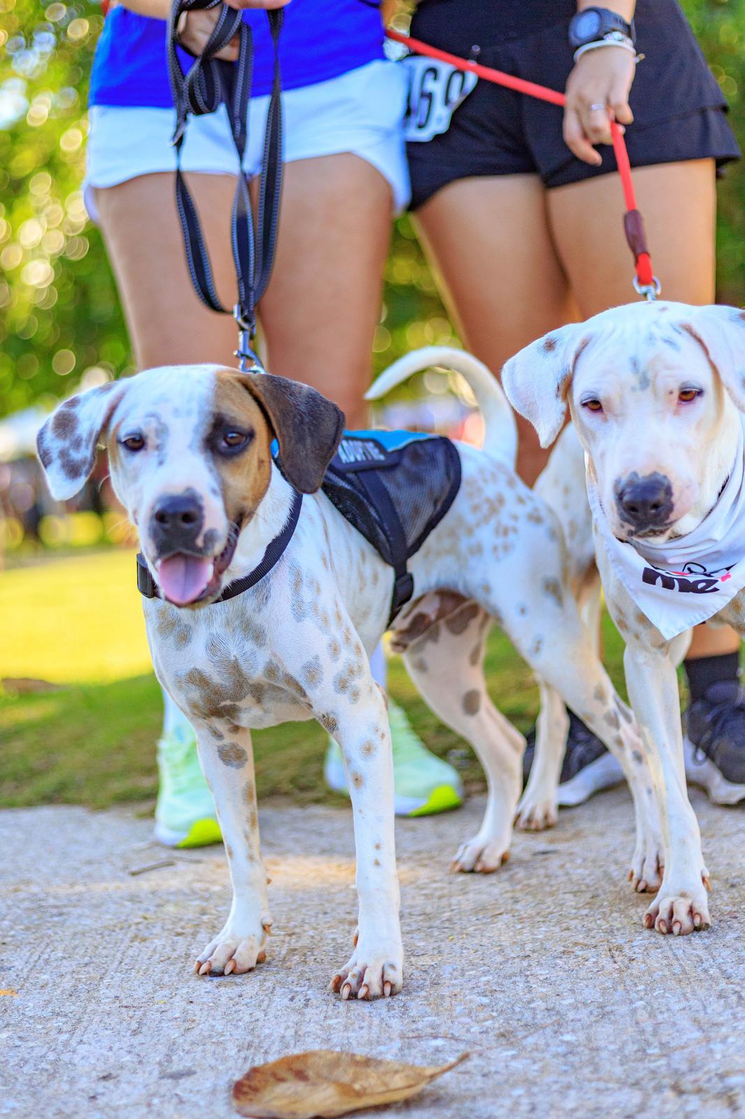 Enlarge Patch, an adopted mixed breed in Milwaukie, OR image 3/6