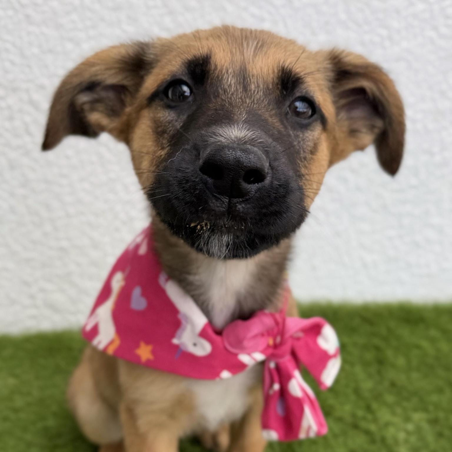 ZELDA, adopted, Puppy Female German Shepherd Dog.