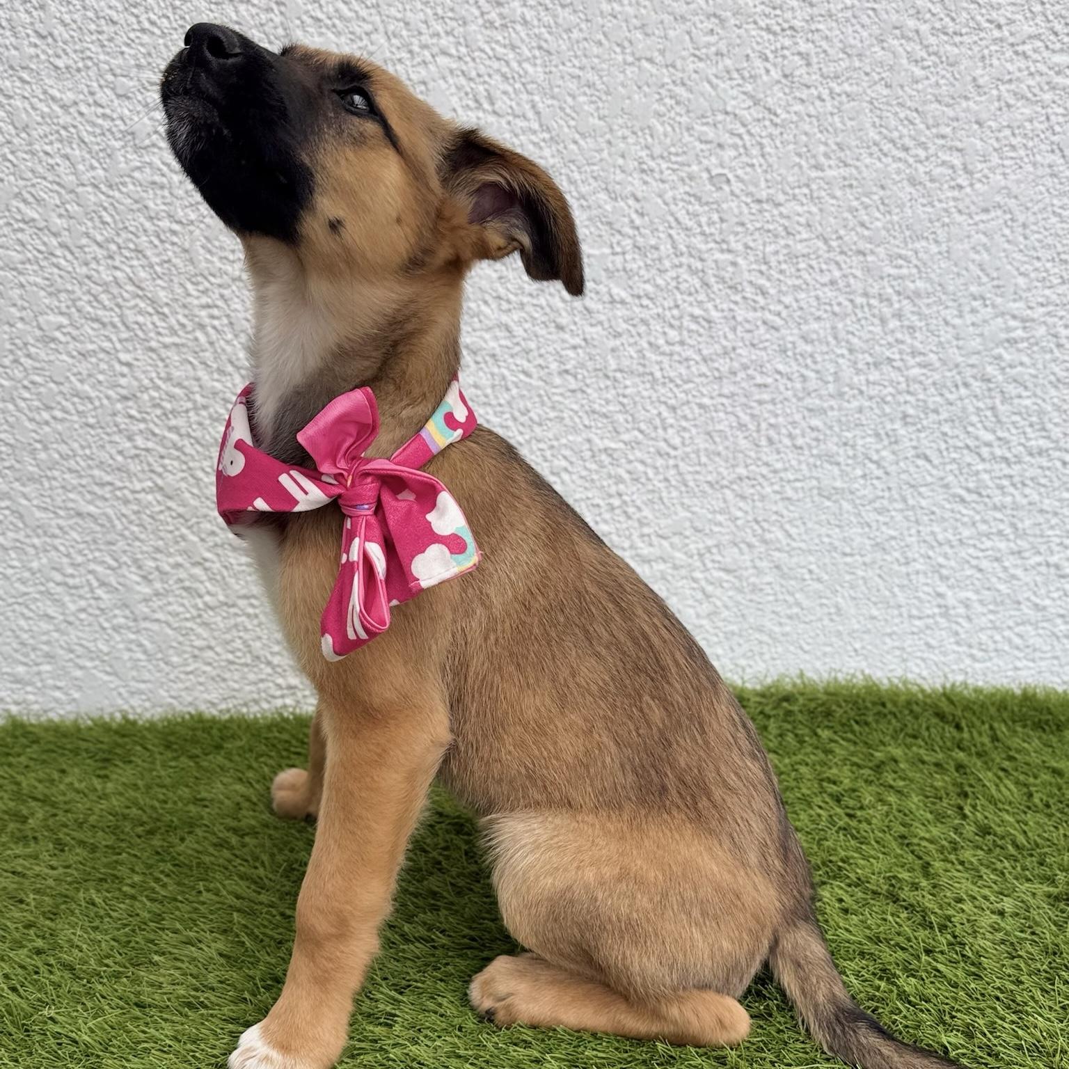 Enlarge ZELDA, an adopted mixed breed in La Jolla, CA image 5/6