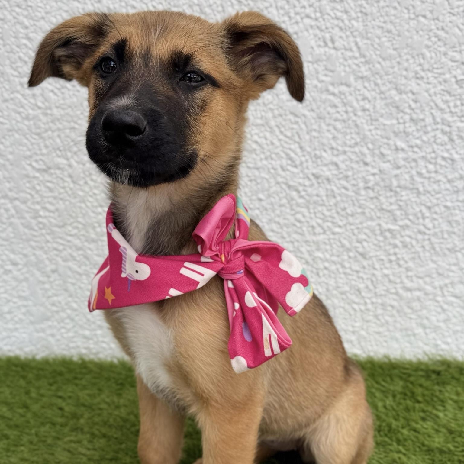 Enlarge ZELDA, an adopted mixed breed in La Jolla, CA image 4/6