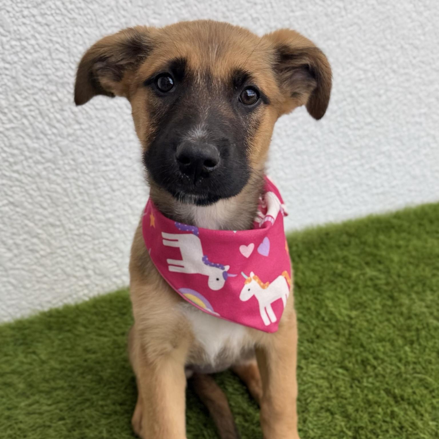 Enlarge ZELDA, an adopted mixed breed in La Jolla, CA image 3/6