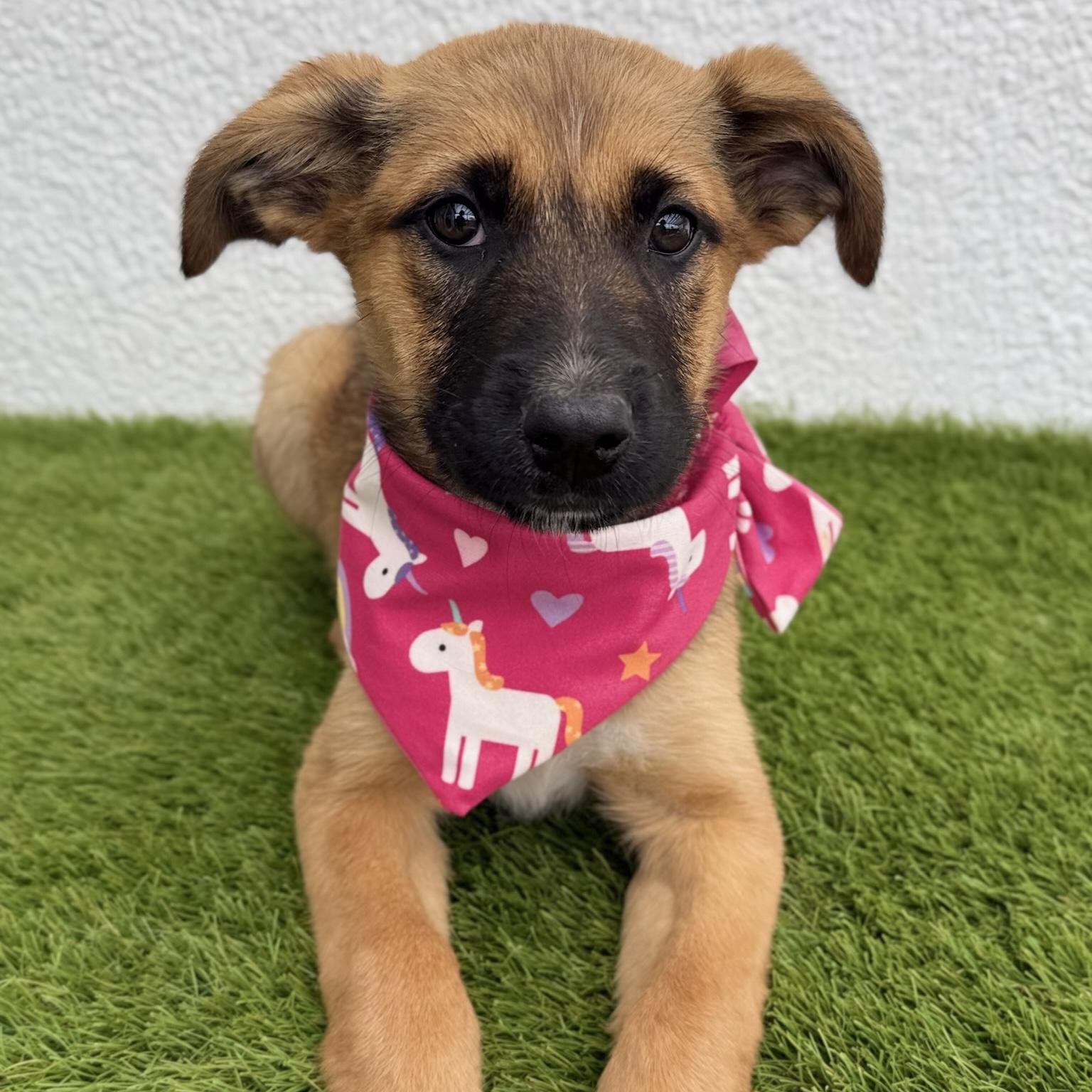 Enlarge ZELDA, an adopted mixed breed in La Jolla, CA image 2/6