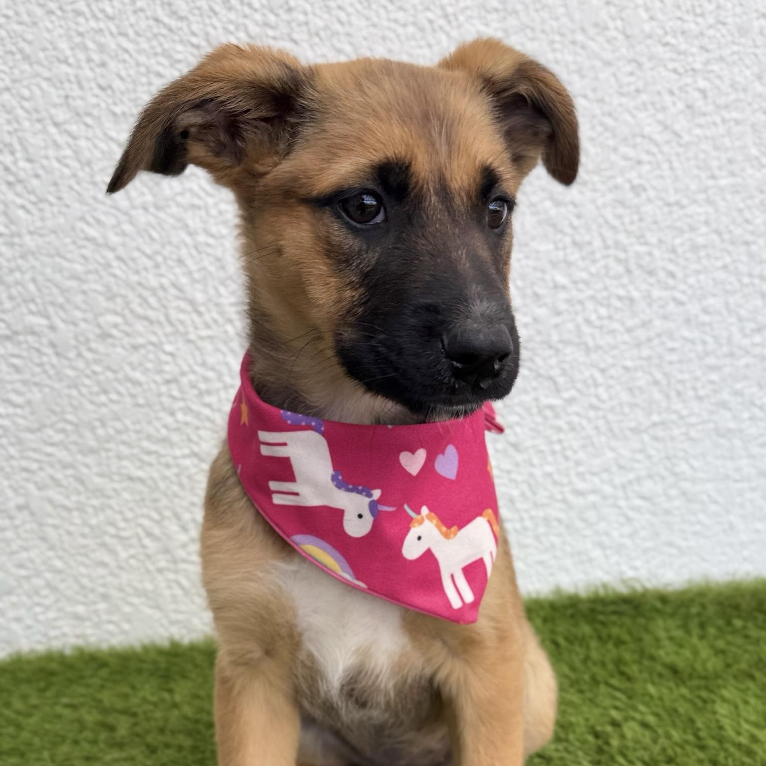 Enlarge ZELDA, an adopted mixed breed in La Jolla, CA image 6/6