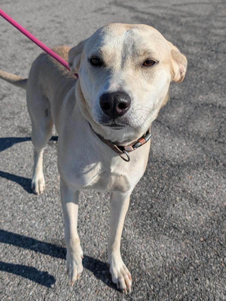 Sugar, Adoptable, Young Female Labrador Retriever.