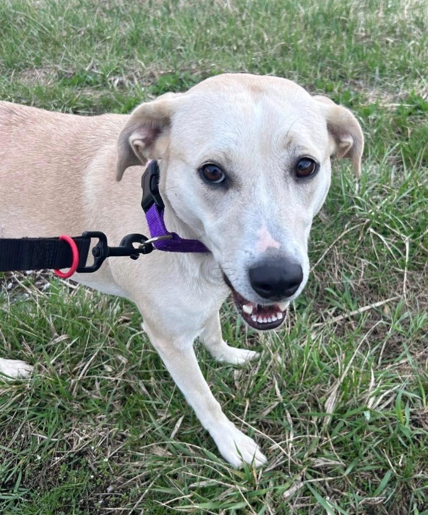 Enlarge Sugar, a Adoptable mixed breed in Defiance, OH image 2/6