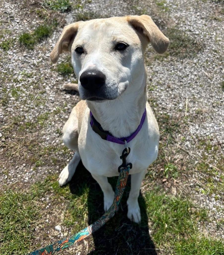 Enlarge Sugar, a Adoptable mixed breed in Defiance, OH image 3/6