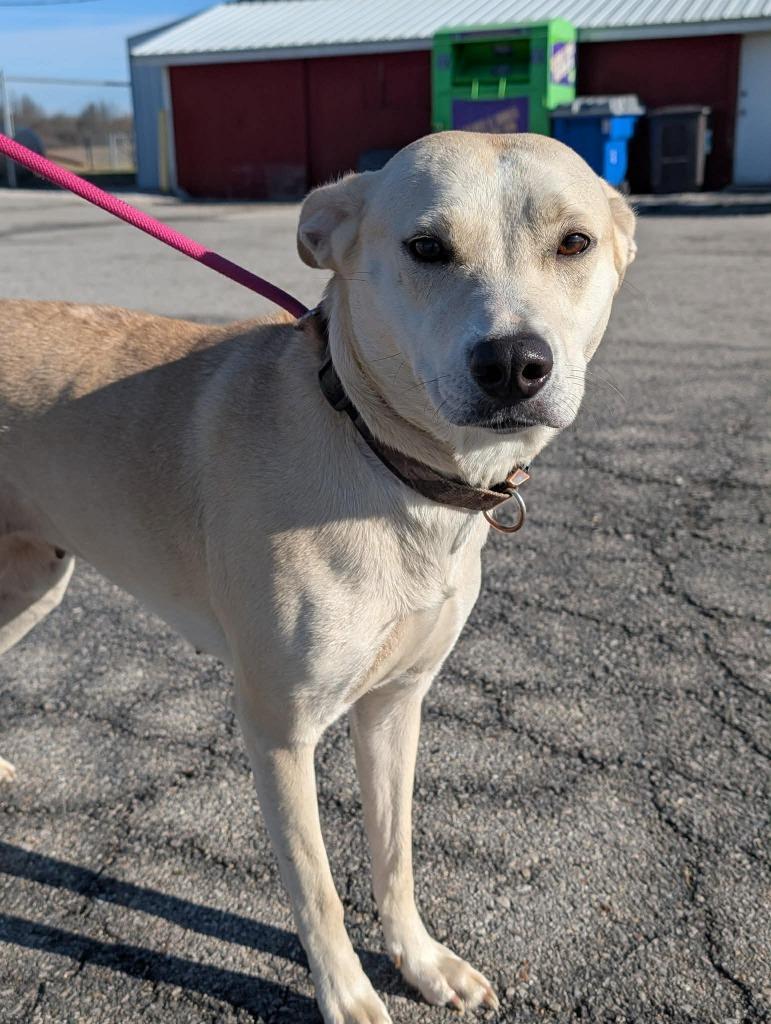 Enlarge Sugar, a Adoptable mixed breed in Defiance, OH image 2/3