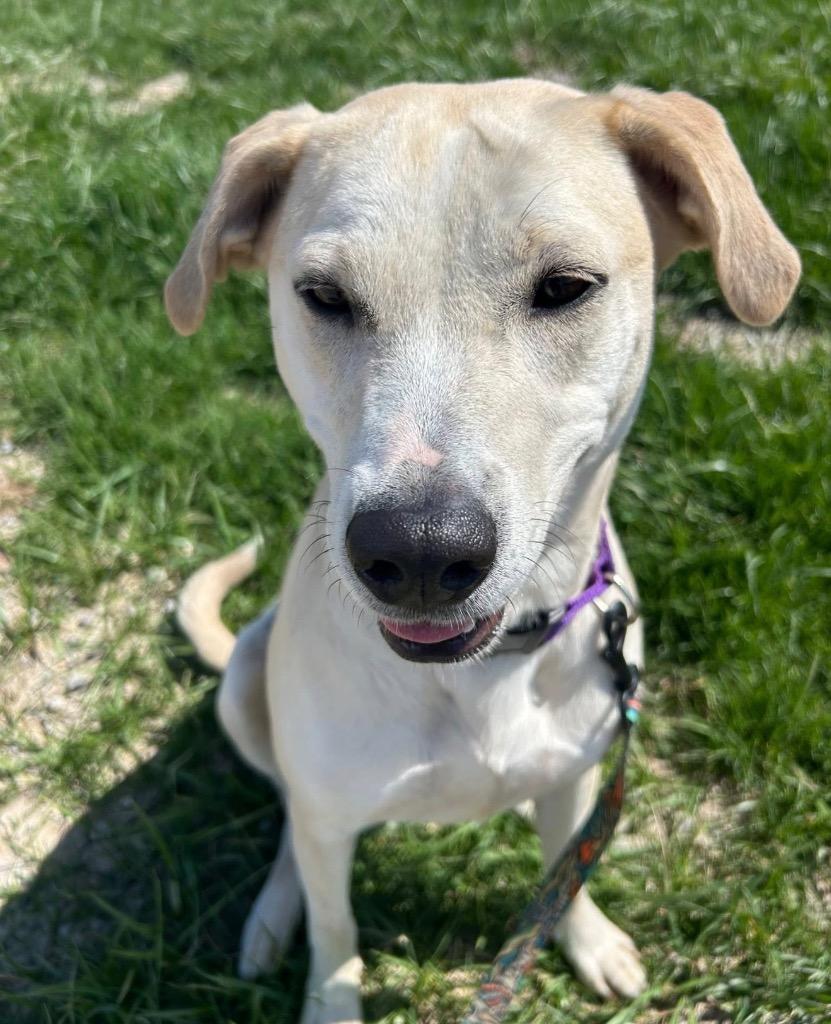 Enlarge Sugar, a Adoptable mixed breed in Defiance, OH image 5/6