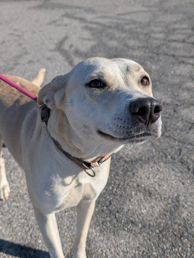 Enlarge Sugar, a Adoptable mixed breed in Defiance, OH image 3/3