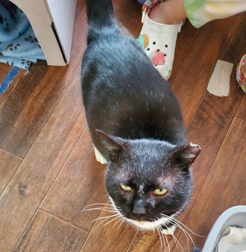 Thomas St Bernard, Adoptable, Adult Male Domestic Short Hair.