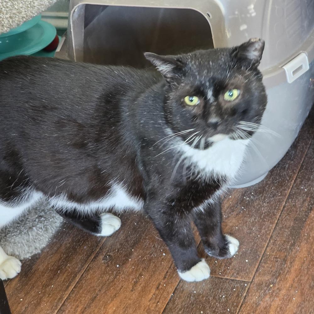 Thomas St Bernard, a Adoptable Domestic Short Hair in Skippack, PA image 2/4