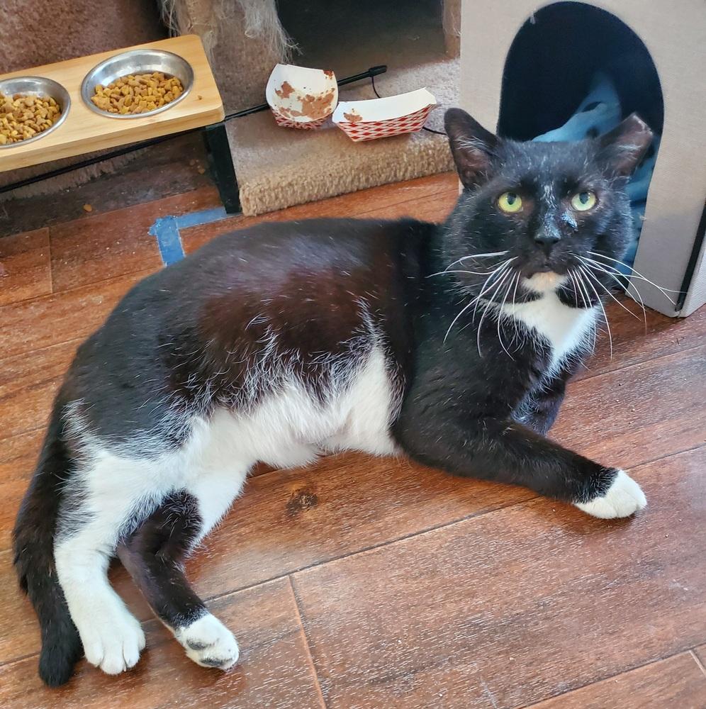 Thomas St Bernard, Adoptable, Adult Male Domestic Short Hair.