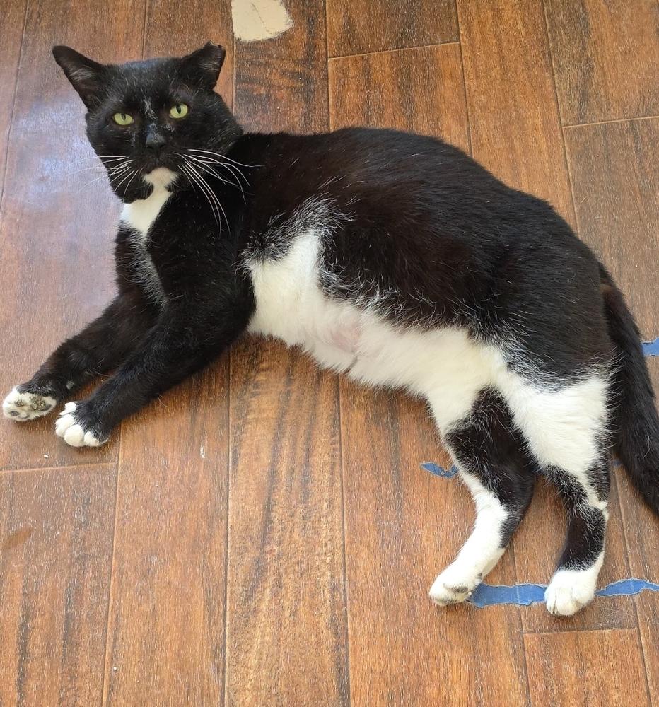 Thomas St Bernard, a Adoptable Domestic Short Hair in Skippack, PA image 4/4