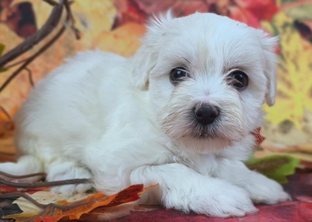 Versace, Adopted, Puppy Female Maltese & Poodle.