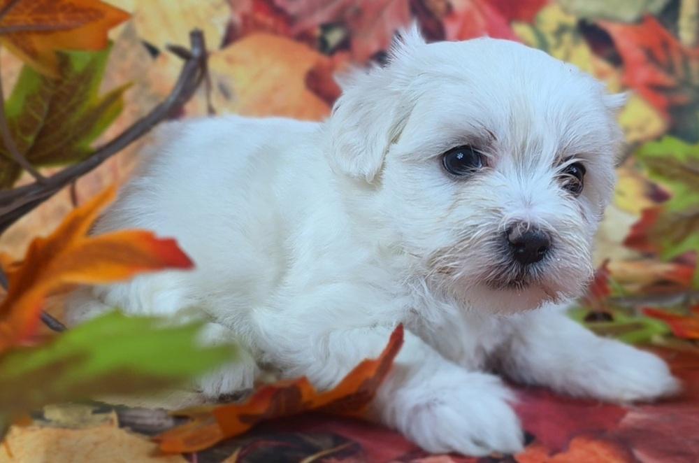 Enlarge Versace, a Adopted mixed breed image 2/5