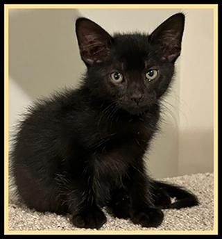PAULIE, Adoptable, Kitten Male Domestic Short Hair.