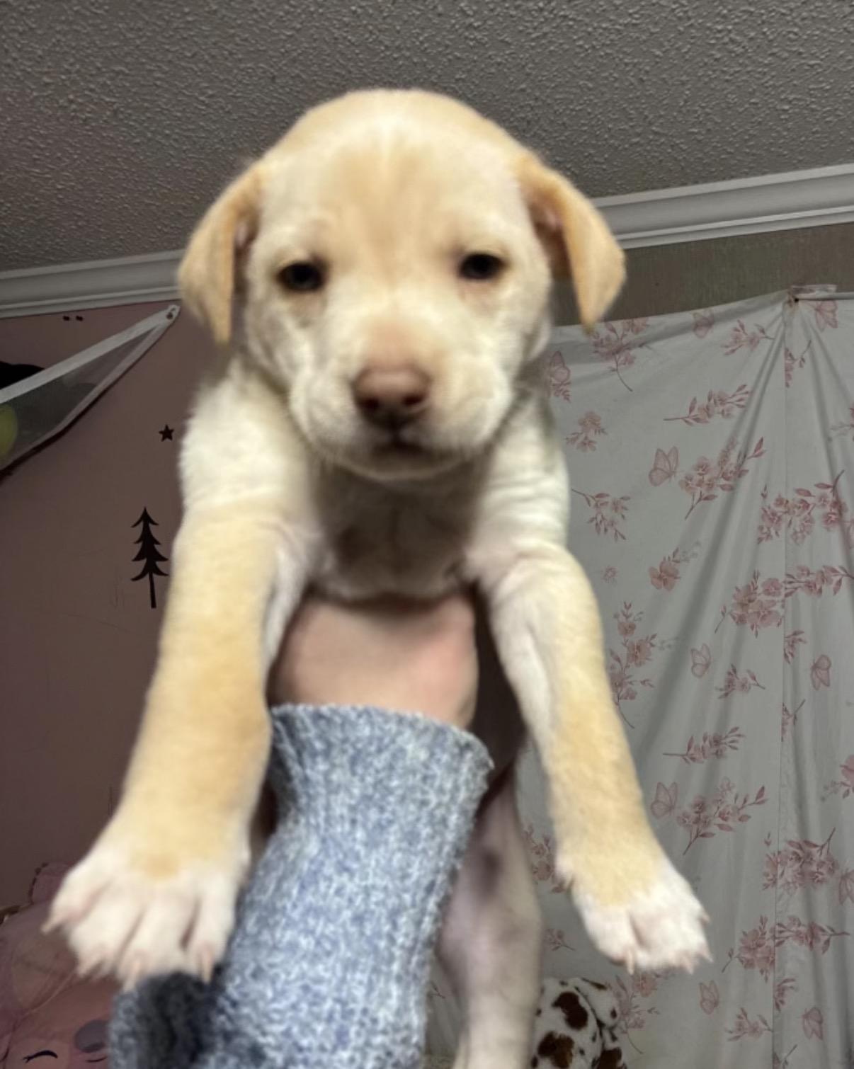 Cheffy, Adoptable, Puppy Male Yellow Labrador Retriever & Border Collie.