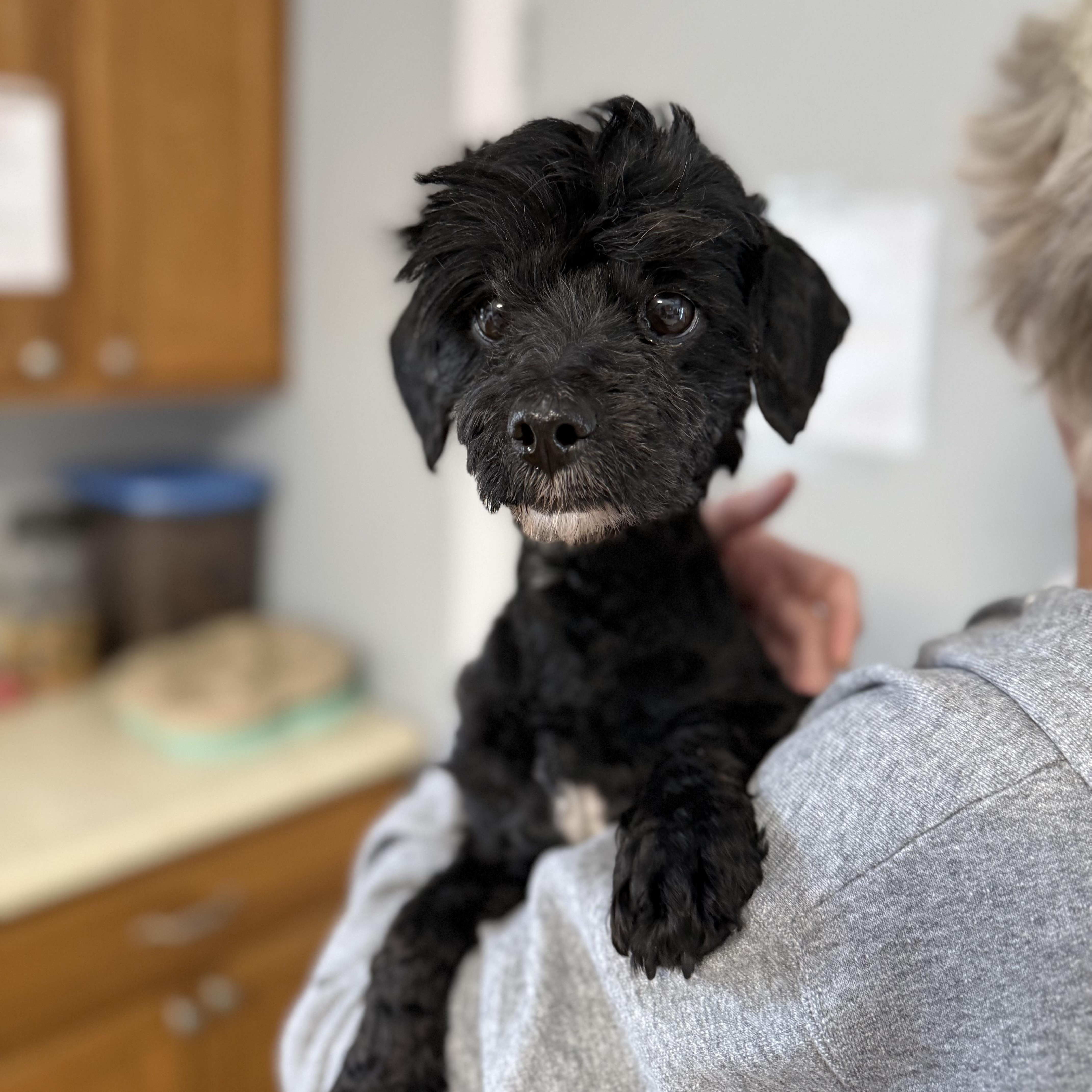 Chip, adopted, Young Male Shih Tzu & Mixed Breed.