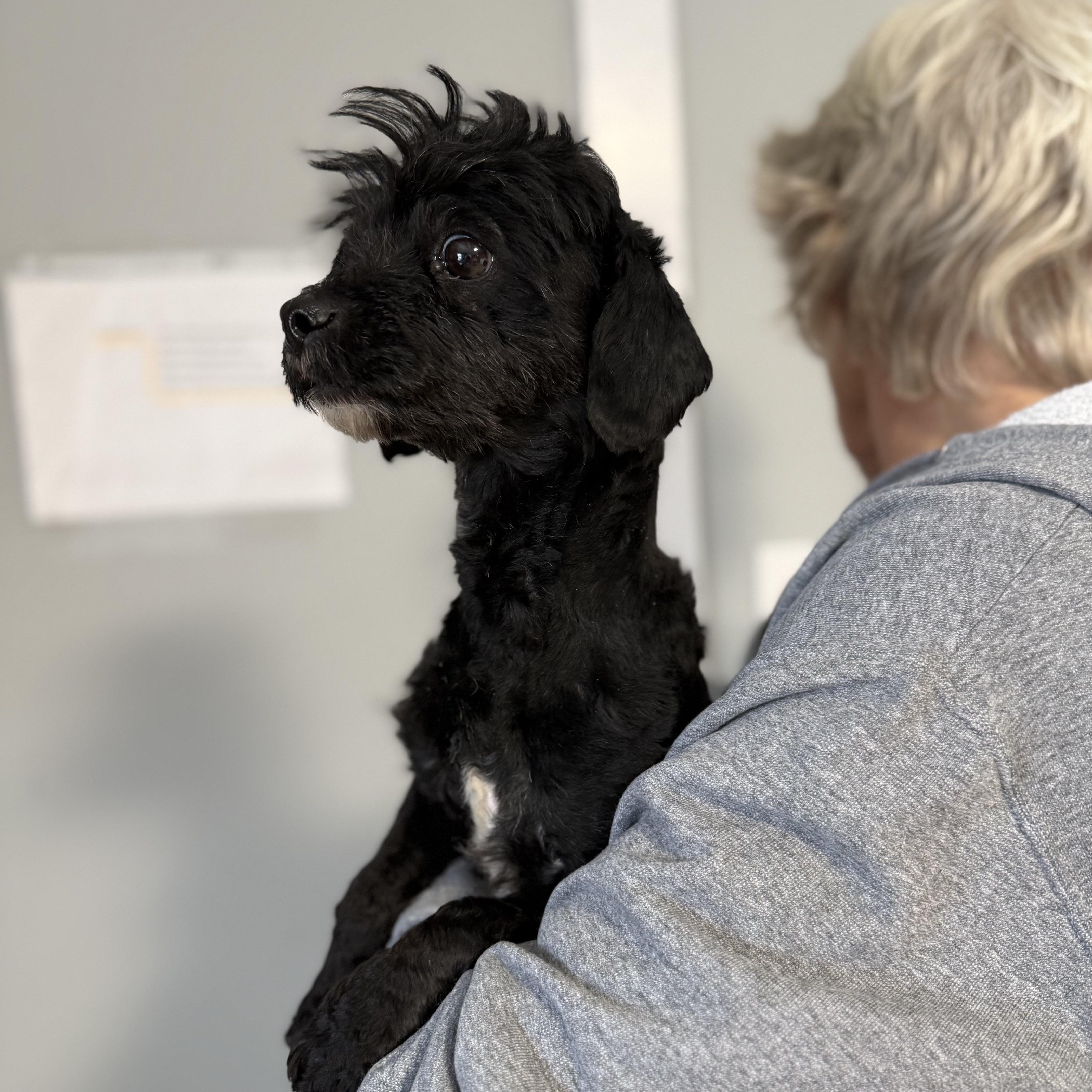 Chip, an adopted mixed breed in Oxford, MI image 2/3
