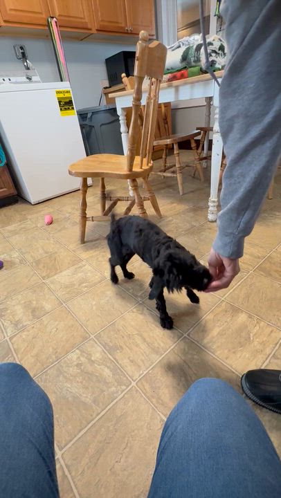 Enlarge Chip, an adopted mixed breed in Oxford, MI video 3/3