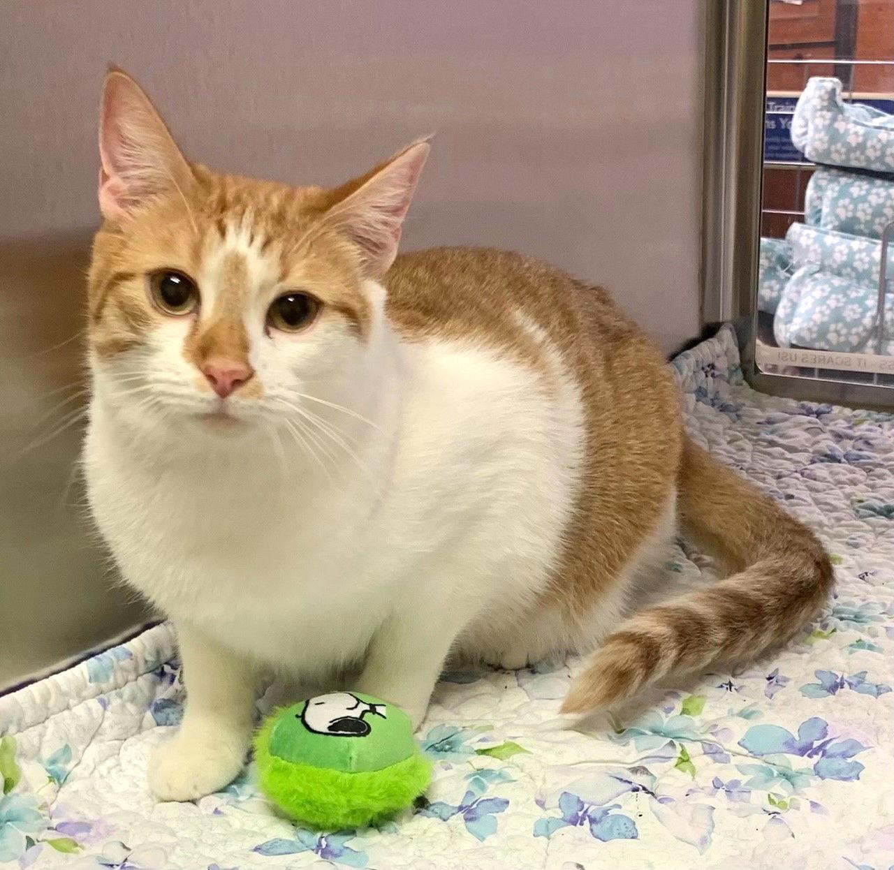 Emme #doll-on-the-doormat, Adopted, Adult Female Tabby & Domestic Short Hair.