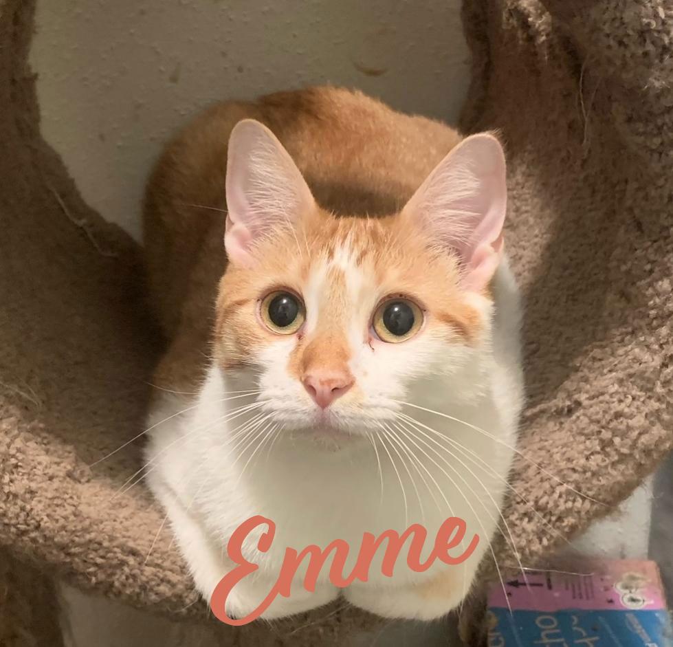 Enlarge Emme #doll-on-the-doormat, a Adopted mixed breed in Houston, TX image 3/3