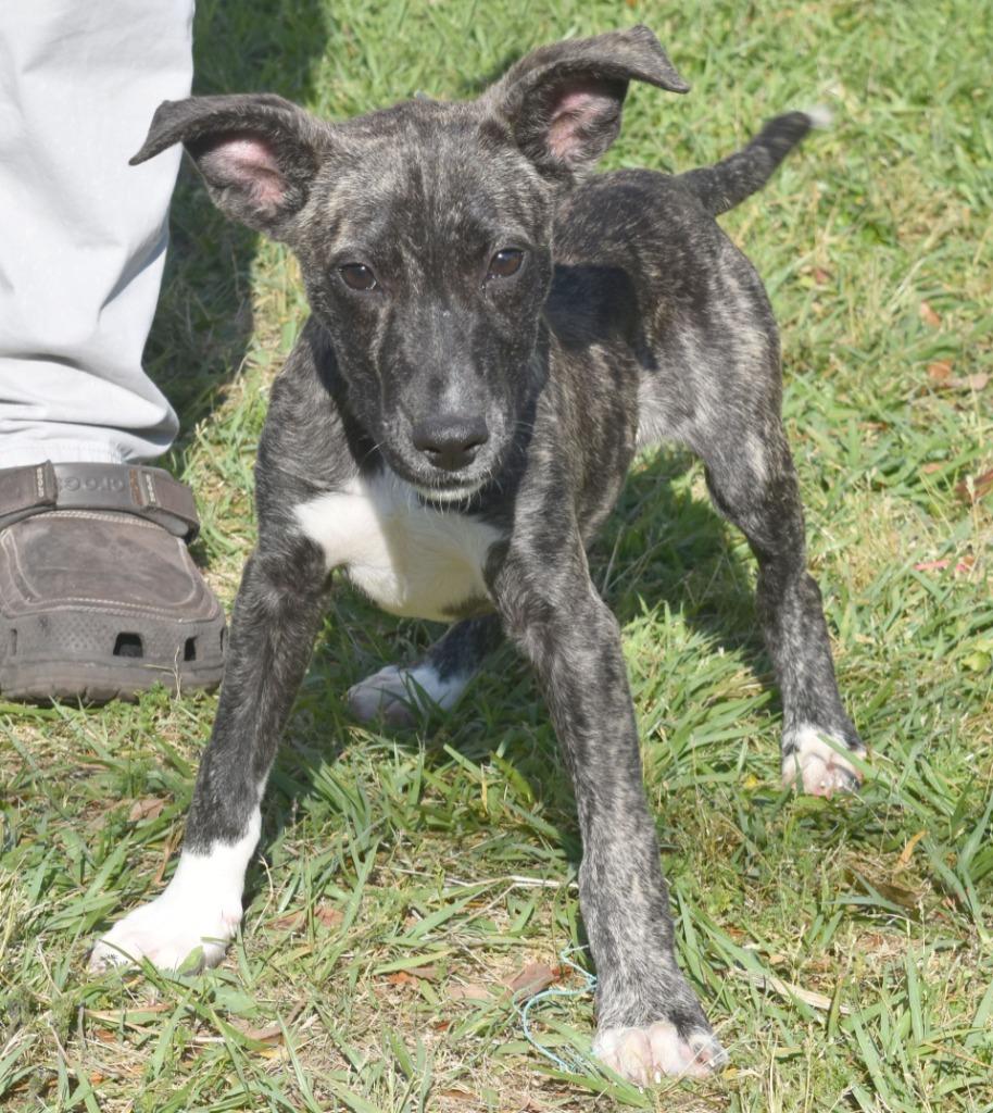 Enlarge Touchdown, a Adoptable mixed breed in Kingsland, GA image 1/6