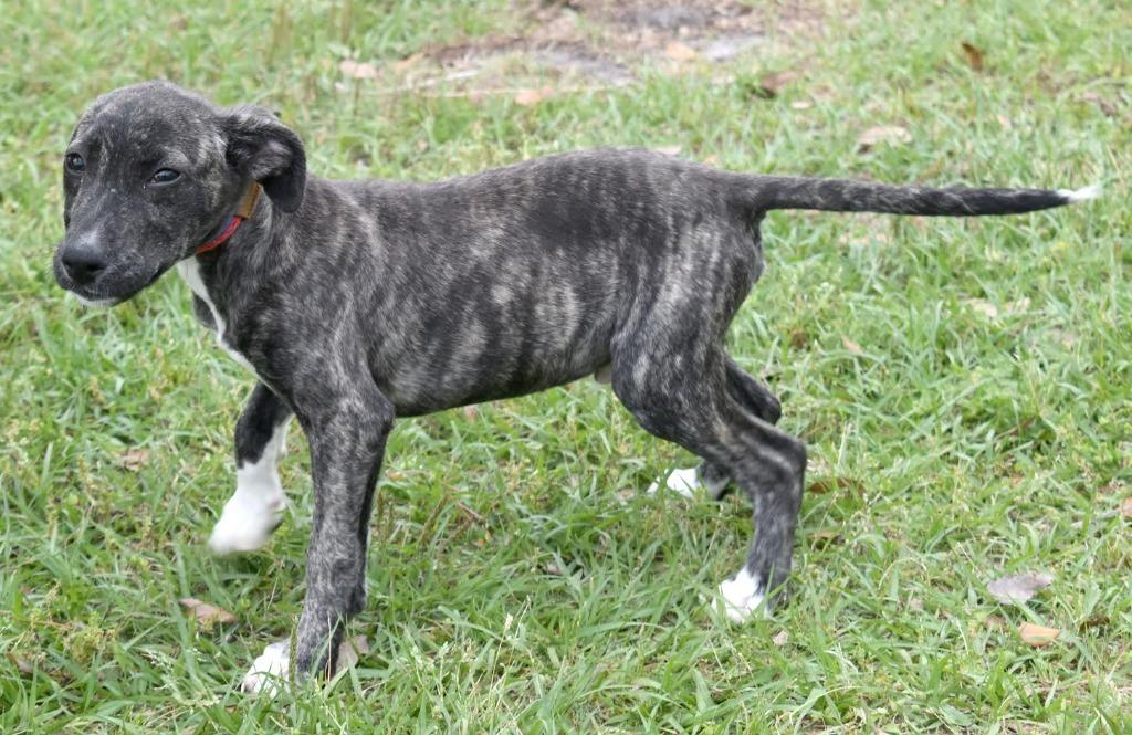 Enlarge Touchdown, a Adoptable mixed breed in Kingsland, GA image 2/6
