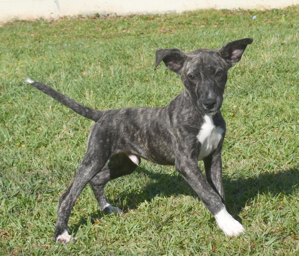 Enlarge Touchdown, a Adoptable mixed breed in Kingsland, GA image 3/6