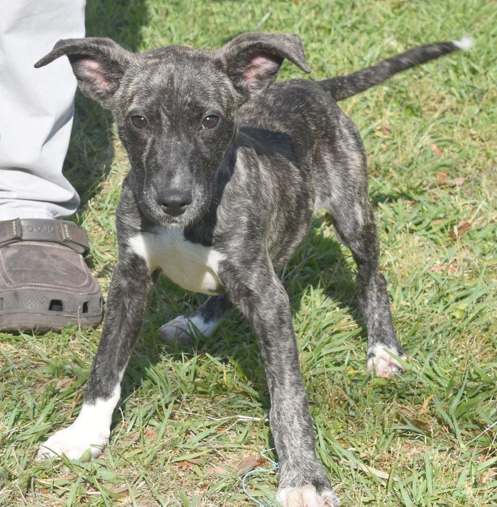 Enlarge Touchdown, a Adoptable mixed breed in Kingsland, GA image 4/6