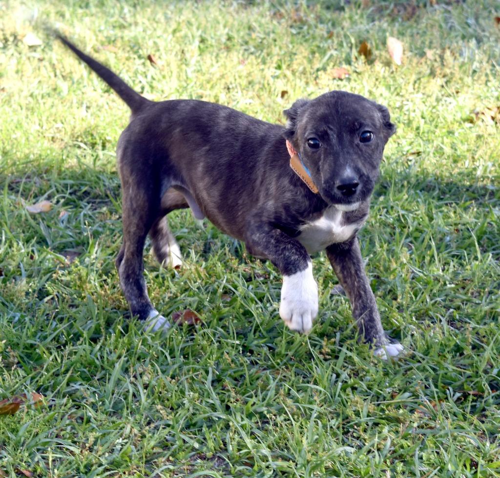 Enlarge Touchdown, a Adoptable mixed breed in Kingsland, GA image 5/6