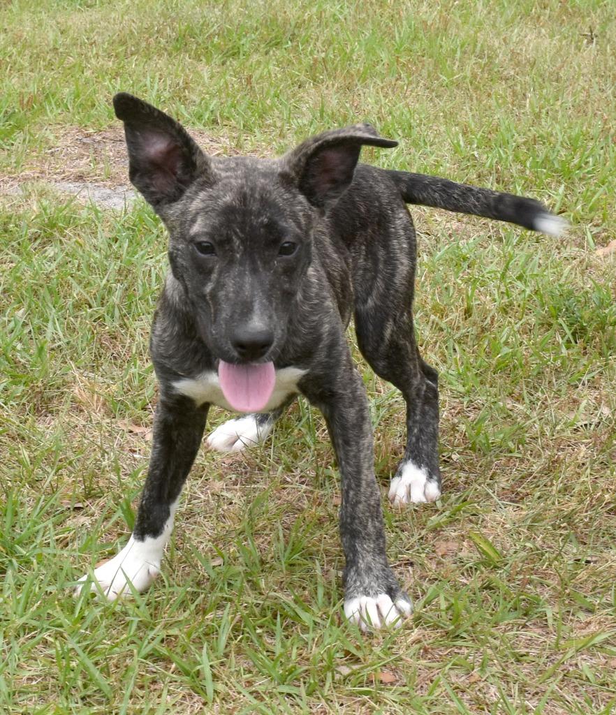 Enlarge Touchdown, a Adoptable mixed breed in Kingsland, GA image 6/6