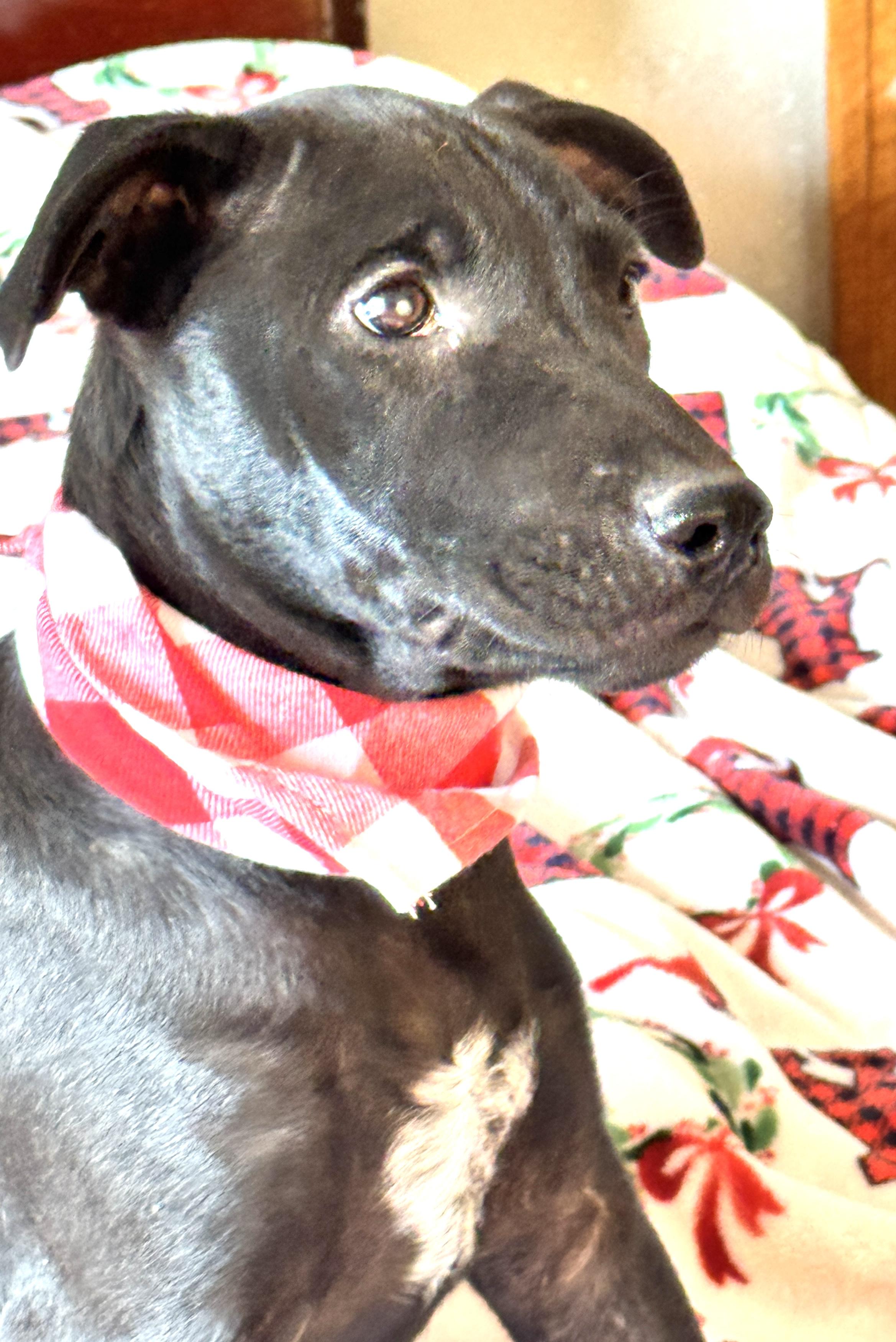 CHESTER, Adoptable, Puppy Male Black Labrador Retriever & American Bulldog.