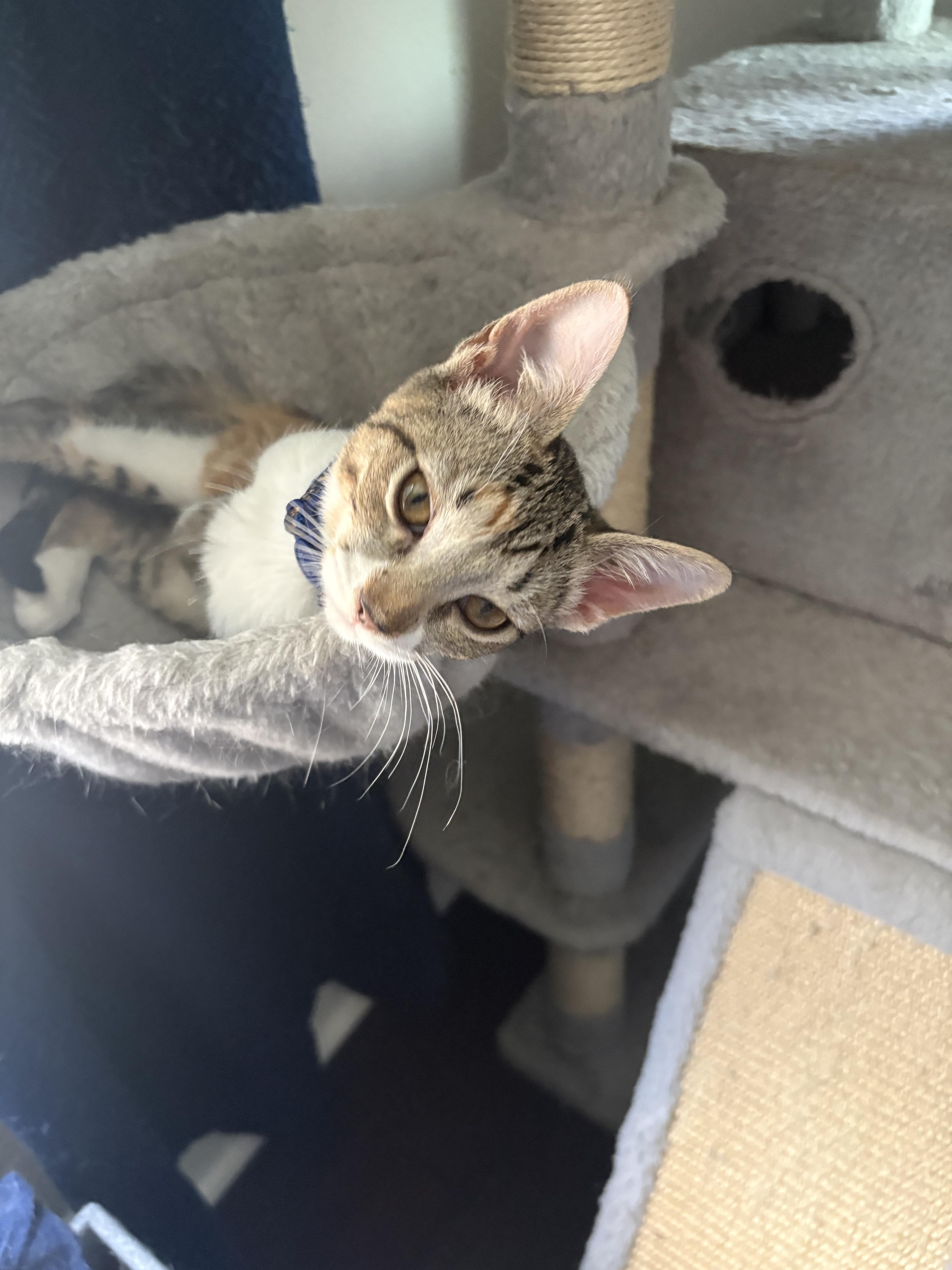 Frida Kahlo, Adopted, Young Female Domestic Short Hair.