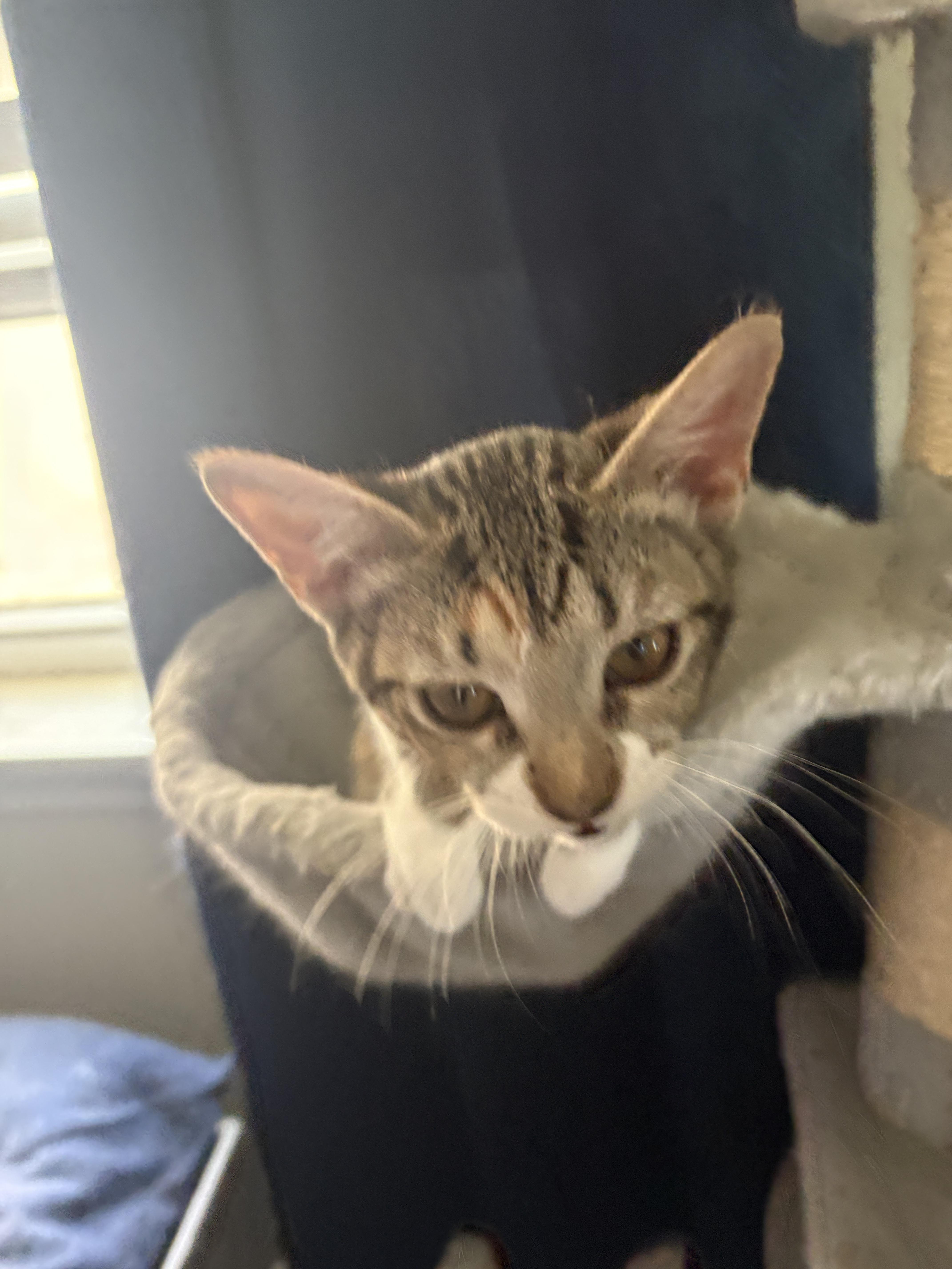 Enlarge Frida Kahlo, a Adopted Domestic Short Hair in St Petersburg, FL image 2/5