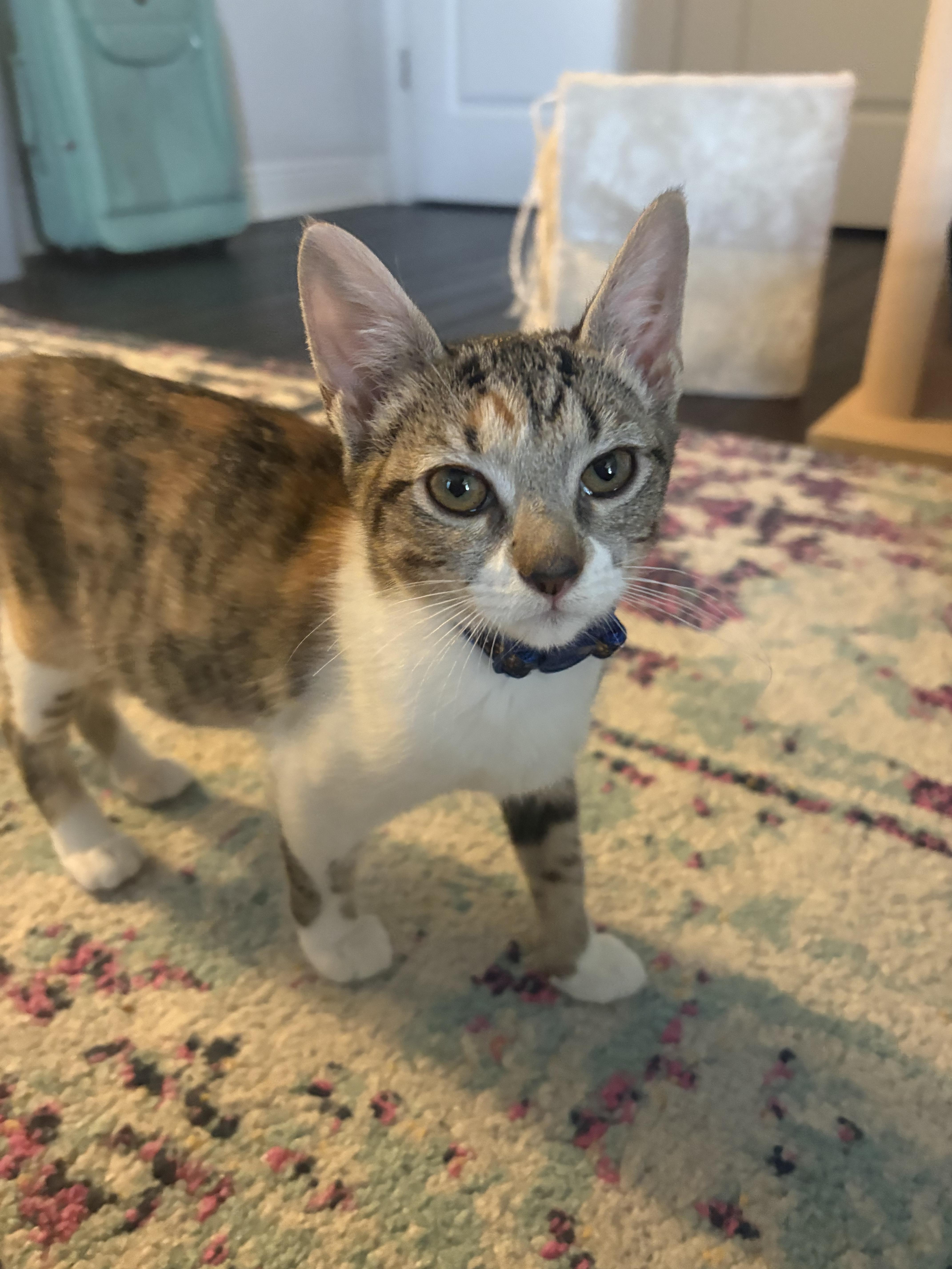 Enlarge Frida Kahlo, a Adopted Domestic Short Hair in St Petersburg, FL image 3/5