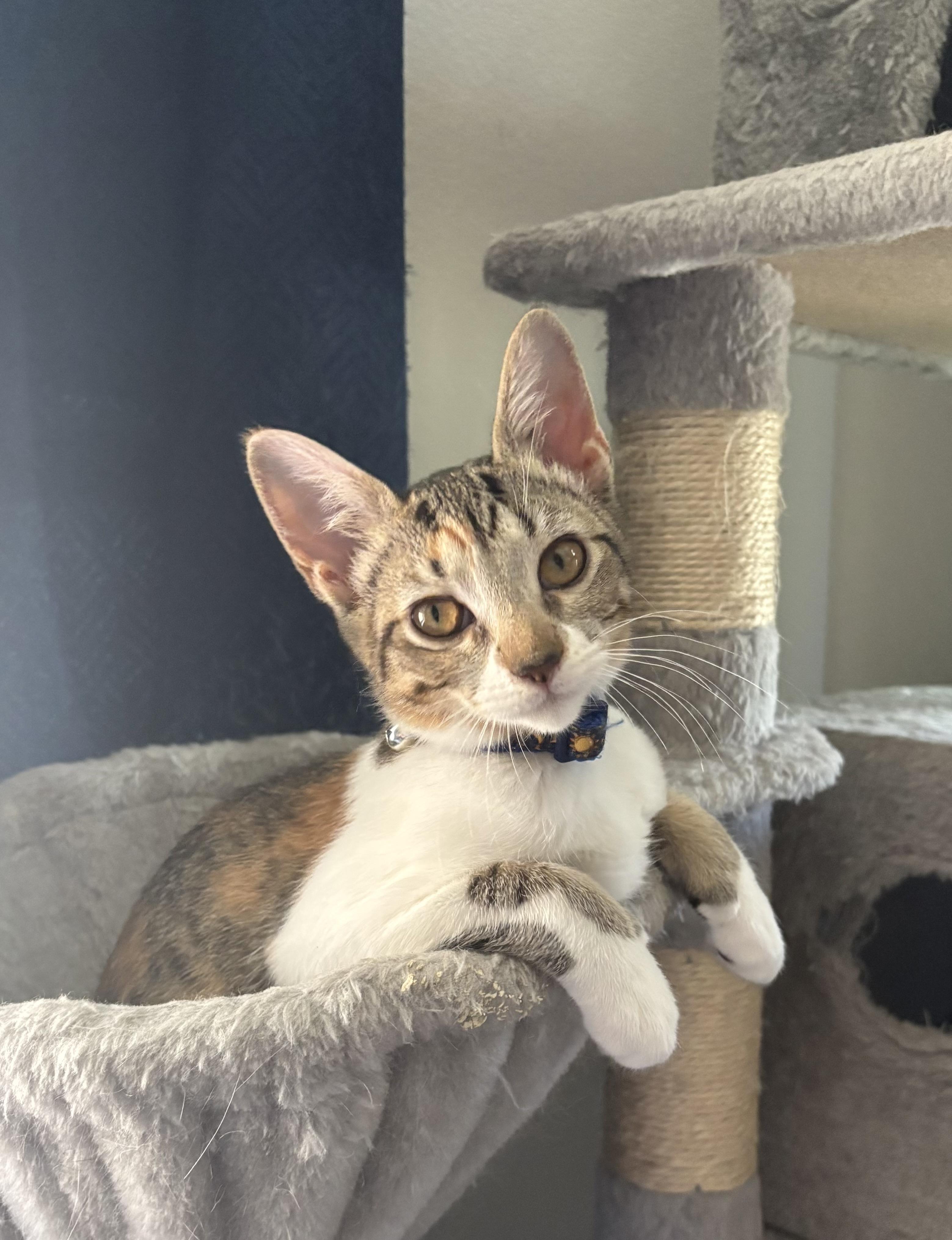 Enlarge Frida Kahlo, a Adopted Domestic Short Hair in St Petersburg, FL image 4/5