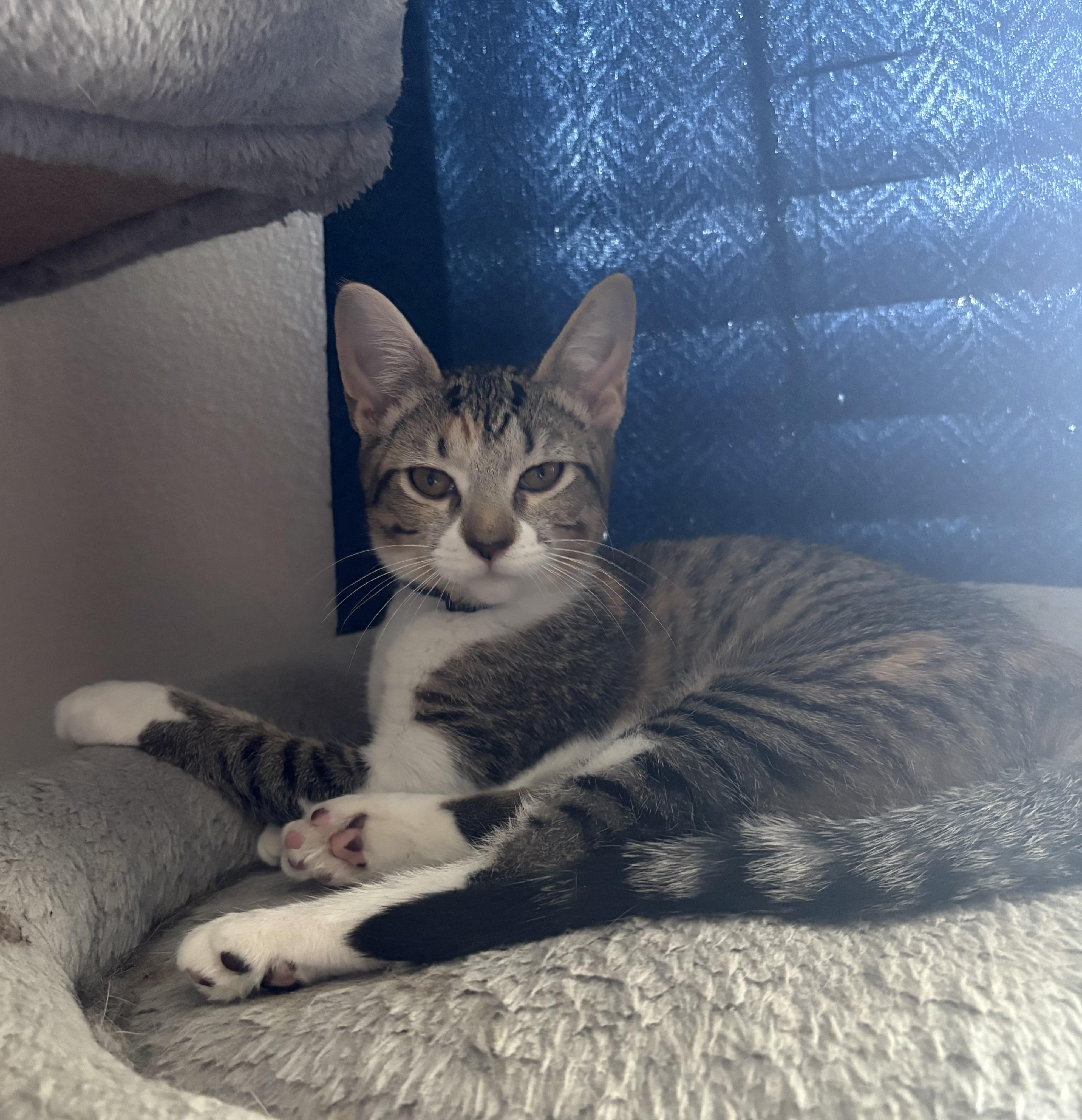Enlarge Frida Kahlo, a Adopted Domestic Short Hair in St Petersburg, FL image 5/5