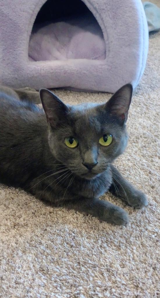Enlarge Fresa (FIV+), a Adoptable mixed breed in Minneapolis, MN image 1/3