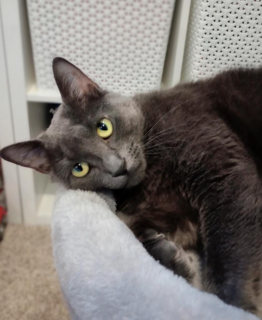Enlarge Fresa (FIV+), a Adoptable mixed breed in Minneapolis, MN image 2/3