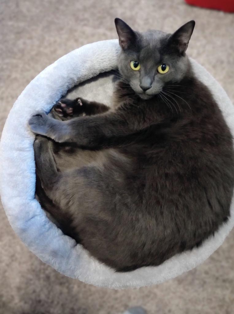 Enlarge Fresa (FIV+), a Adoptable mixed breed in Minneapolis, MN image 3/3