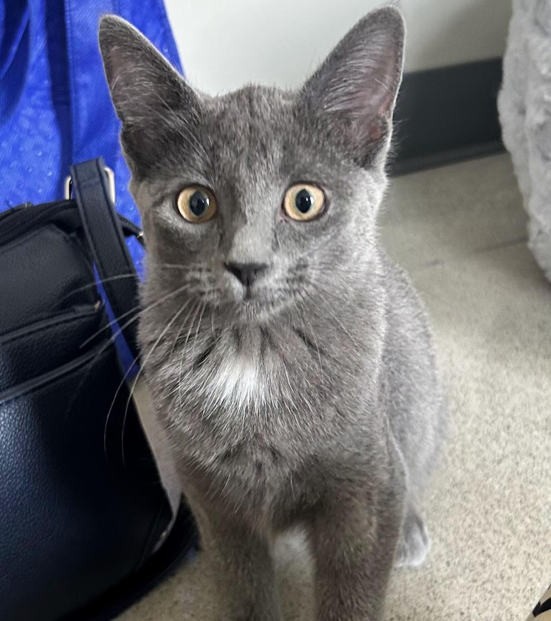 Glitter, an adoptable mixed breed in Carsonville, MI image 1/2