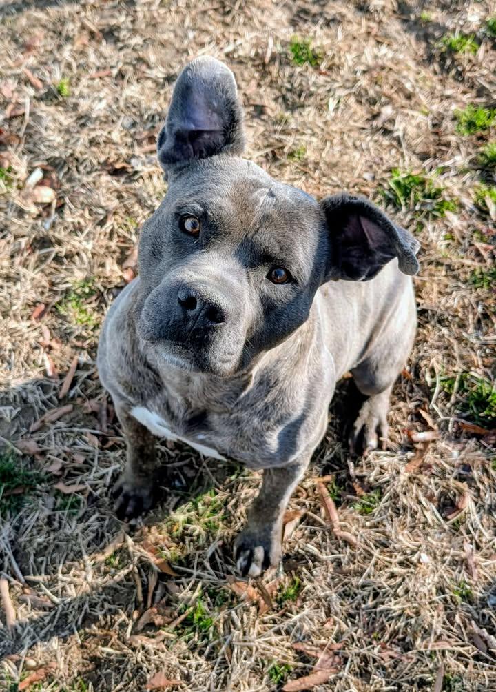 Enlarge Dawg, a ADOPTABLE Pit Bull Terrier in Colonial Heights, VA image 1/4