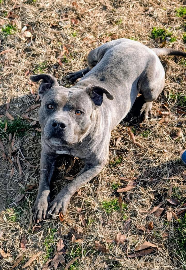 Enlarge Dawg, a ADOPTABLE Pit Bull Terrier in Colonial Heights, VA image 2/4