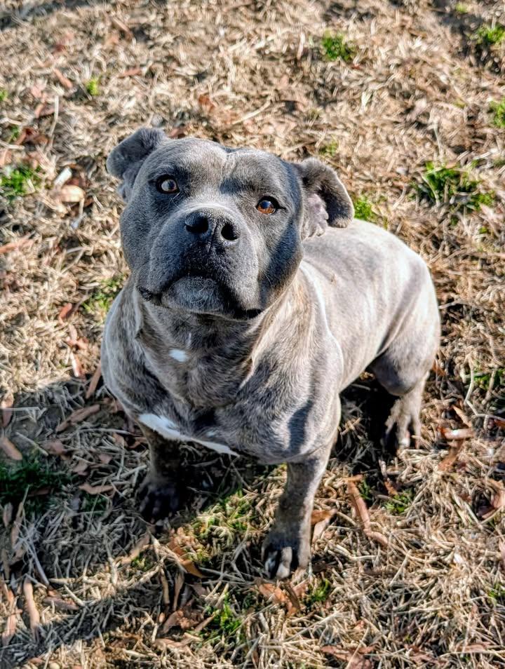 Enlarge Dawg, a ADOPTABLE Pit Bull Terrier in Colonial Heights, VA image 4/4