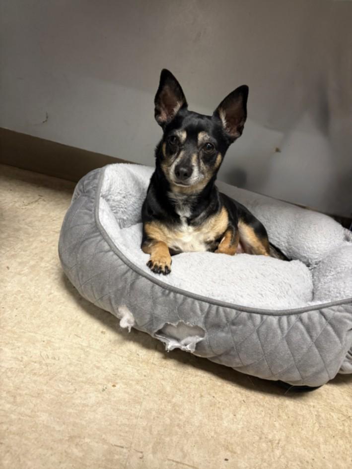 SUZIE, Adoptable, Adult Female Chihuahua.