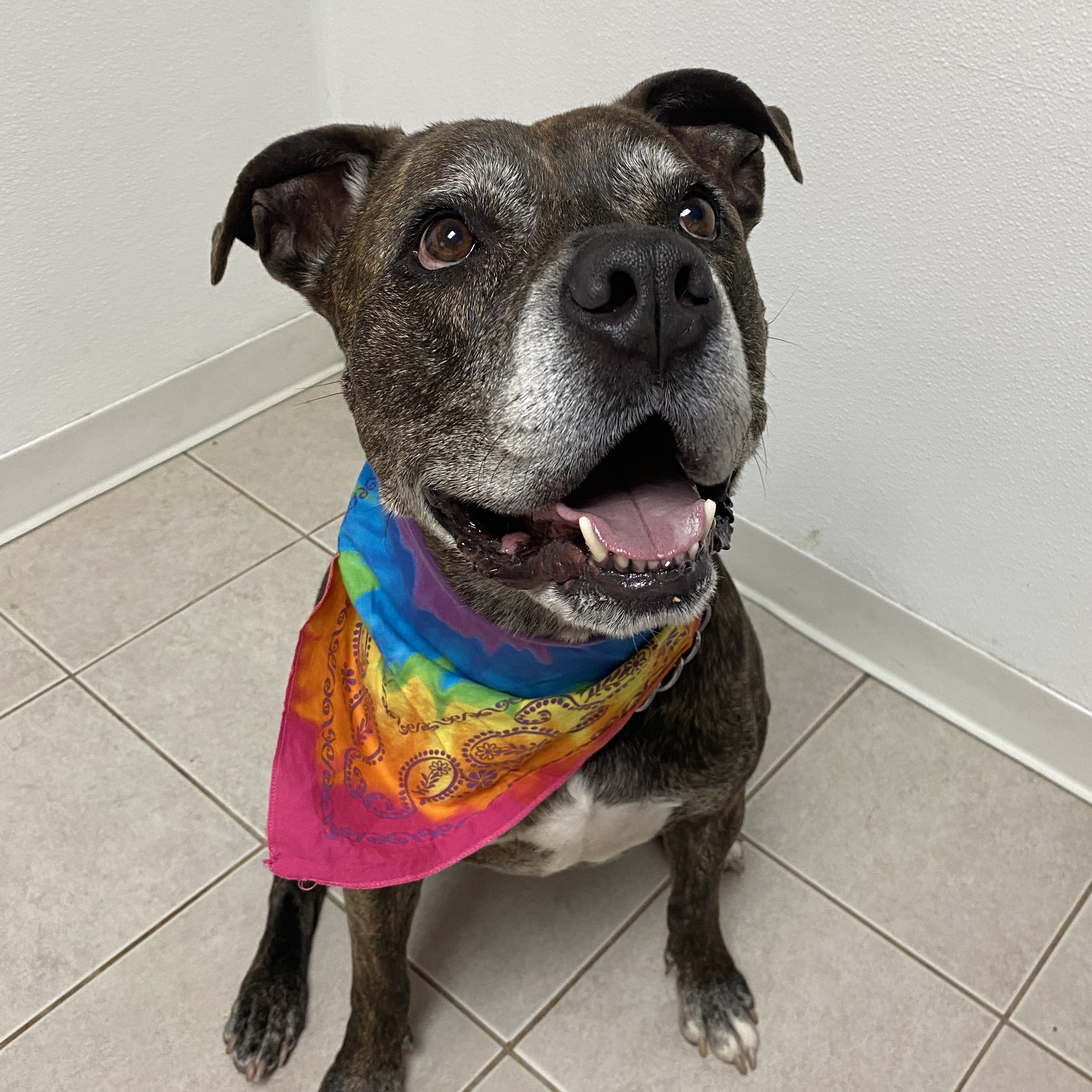 Dog for adoption Kenai, a Terrier in Elyria, OH Petfinder